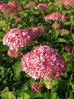 Hortensie-Hydrangea arborescens Pink Annabelle